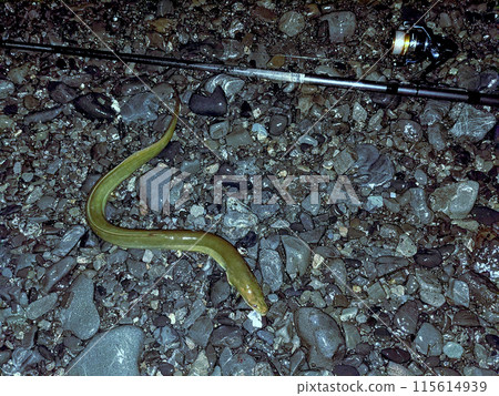 Eel caught at night 115614939