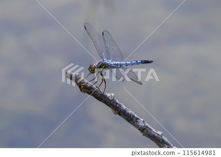 A beautiful light blue dragonfly called Shioya Tonbo that lives near a pond A beautiful light blue dragonfly called Shioya Tonbo that lives near a pond 115614981