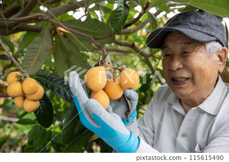 Male fruit farmer harvesting biwa, Japanese farmer Male fruit farmer harvesting biwa, Japanese farmer 115615490