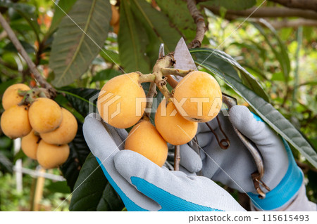 一名男性果農正在收割琵琶,日本農民 一名男性果農正在收割琵琶,日本農民 115615493