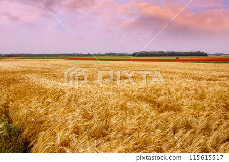 wheat fields in summer, Etretat, Normandy, france 115615517