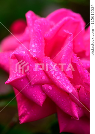 晨露與玫瑰（瑪麗亞·卡拉斯）_3649 115615524