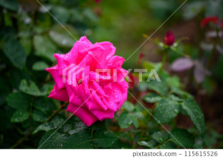 晨露與玫瑰（瑪麗亞·卡拉斯）_3653 115615526