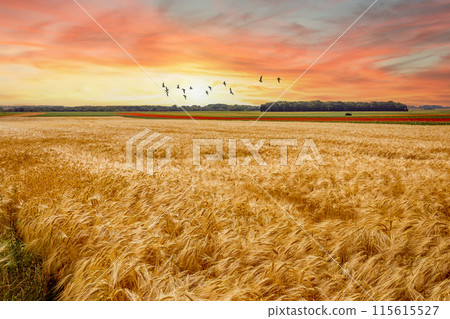 wheat fields in summer, Etretat, Normandy, france 115615527