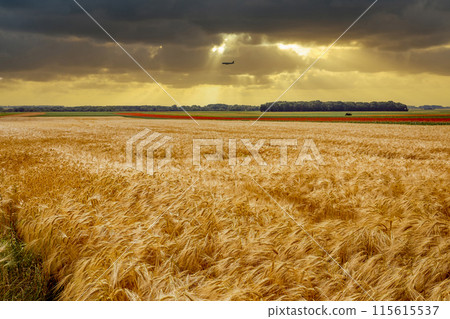 wheat fields in summer, Etretat, Normandy, france 115615537
