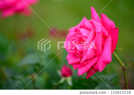 Morning dew and roses (Maria Callas)_3674 115615539