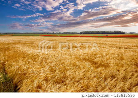wheat fields in summer, Etretat, Normandy, france wheat fields in summer, Etretat, Normandy, france 115615556