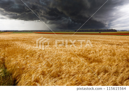 wheat fields in summer, Etretat, Normandy, france 115615564