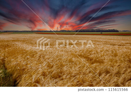 wheat fields in summer, Etretat, Normandy, france 115615566