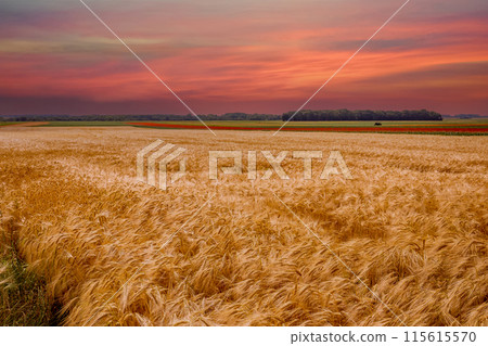 wheat fields in summer, Etretat, Normandy, france 115615570