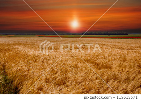 wheat fields in summer, Etretat, Normandy, france wheat fields in summer, Etretat, Normandy, france 115615571