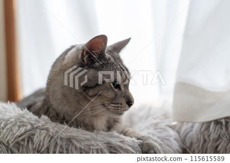Sabatra cat relaxing by the window 115615589
