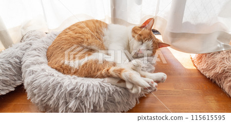 Sleeping cat brown tiger white Sleeping cat brown tiger white 115615595