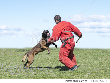 training of belgian shepherd training of belgian shepherd 115615695