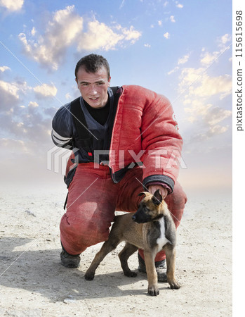 puppy malinois and trainer 115615698