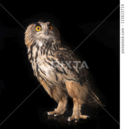 Eurasian eagle-owl in studio Eurasian eagle-owl in studio 115615719