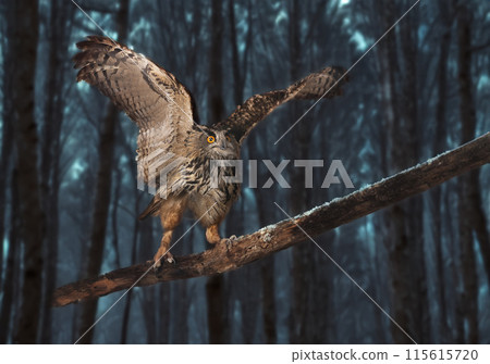 Eurasian eagle-owl in nature 115615720