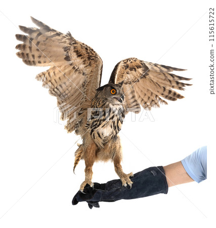 Eurasian eagle-owl in studio Eurasian eagle-owl in studio 115615722