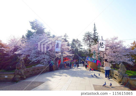 Cherry blossoms in full bloom, Hanaikada, Matsugasaki Park, Sakura, Yoshino cherry blossoms Cherry blossoms in full bloom, Hanaikada, Matsugasaki Park, Sakura, Yoshino cherry blossoms 115615865
