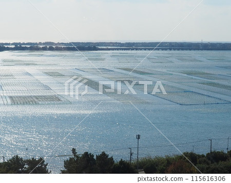 Lake Hamana seaweed farming Lake Hamana seaweed farming 115616306