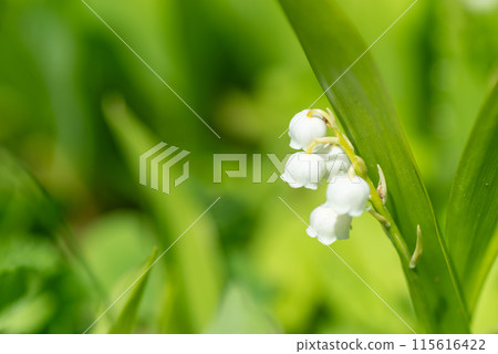 鈴蘭與小花 115616422