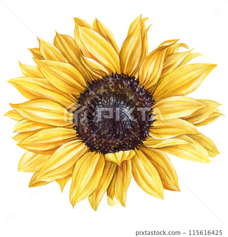 yellow flowers watercolor. Sunflower summer garden wedding flower isolated background, Yellow floral design illustration 115616425
