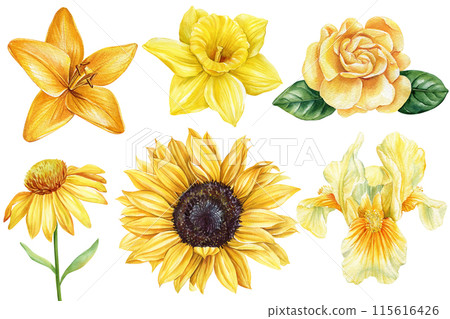 yellow flowers watercolor. Sunflower, iris, lili, rose. Summer garden flowers isolated on a white background for design yellow flowers watercolor. Sunflower, iris, lili, rose. Summer garden flowers isolated on a white background for design 115616426