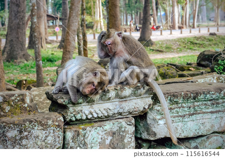 Two monkeys grooming on ancient ruins of angkor wat in cambodia Two monkeys grooming on ancient ruins of angkor wat in cambodia 115616544