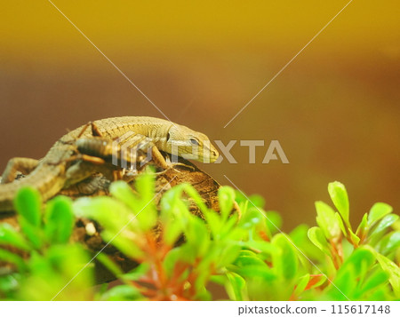 Japanese grass lizard and small reptiles (and crickets for food) Japanese grass lizard and small reptiles (and crickets for food) 115617148