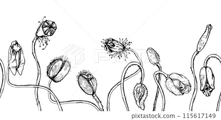 Hand drawn vector graphic botanical illustration flowers leaves. Red poppy papaver, stems buds seedpods. Seamless banner isolated white background. Design wedding, cards, remembrance day stationery 115617149