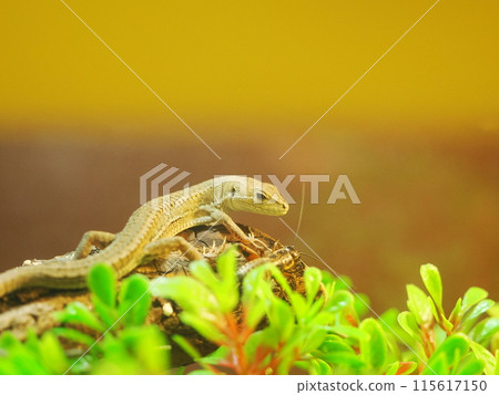 Japanese grass lizard and small reptiles (and crickets for food) 115617150