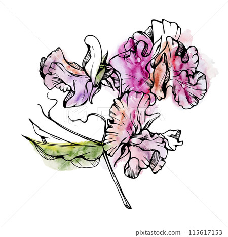Hand drawn watercolor ink illustration botanical flowers leaves. Sweet everlasting pea, vetch bindweed legume. Branch bouquet isolated on white background. Design wedding, love cards, floral shop Hand drawn watercolor ink illustration botanical flowers leaves. Sweet everlasting pea, vetch bindweed legume. Branch bouquet isolated on white background. Design wedding, love cards, floral shop 115617153
