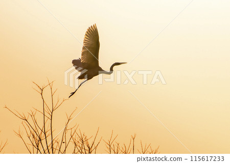A egret takes off into the sunset-tinted sky A egret takes off into the sunset-tinted sky 115617233