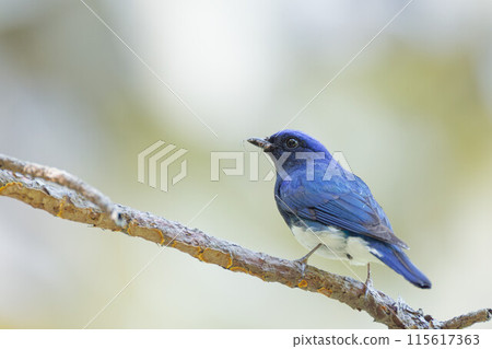 雄性 Orifolia 將食物帶入巢穴 115617363