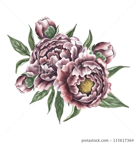 Peonies in vintage style. Hand-made watercolor illustration. A bouquet of peony flowers. Isolate it. A design element of a postcard, banner, flyer and poster. For packaging, label and print Peonies in vintage style. Hand-made watercolor illustration. A bouquet of peony flowers. Isolate it. A design element of a postcard, banner, flyer and poster. For packaging, label and print 115617364