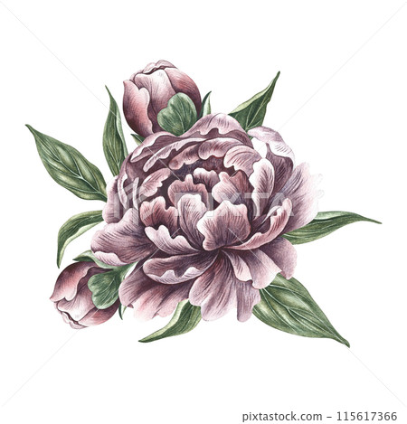Peonies in vintage style. Hand-made watercolor illustration. A bouquet of peony flowers. Isolate it. A design element of a postcard, banner, flyer and poster. For packaging, label and print Peonies in vintage style. Hand-made watercolor illustration. A bouquet of peony flowers. Isolate it. A design element of a postcard, banner, flyer and poster. For packaging, label and print 115617366