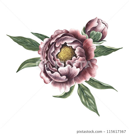 Peonies in vintage style. Hand-made watercolor illustration. A bouquet of peony flowers. Isolate it. A design element of a postcard, banner, flyer and poster. For packaging, label and print Peonies in vintage style. Hand-made watercolor illustration. A bouquet of peony flowers. Isolate it. A design element of a postcard, banner, flyer and poster. For packaging, label and print 115617367