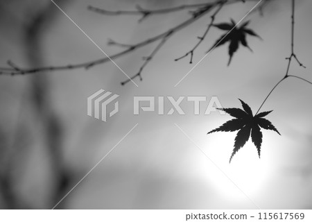 A moment of late autumn when the leaves have forgotten to fall A moment of late autumn when the leaves have forgotten to fall 115617569