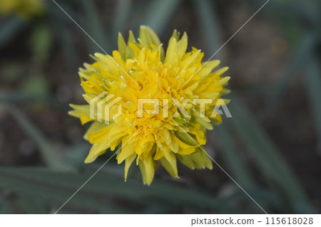 Daffodil Rip van Winkle Daffodil Rip van Winkle 115618028