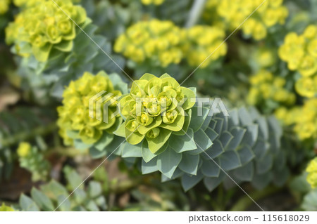 Myrtle spurge Myrtle spurge 115618029