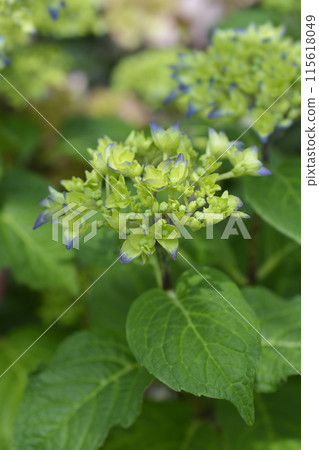 French hydrangea 115618049