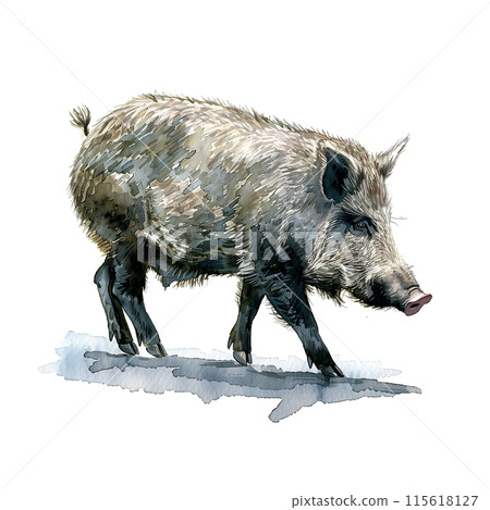Watercolor illustration of a boar on a white background 115618127