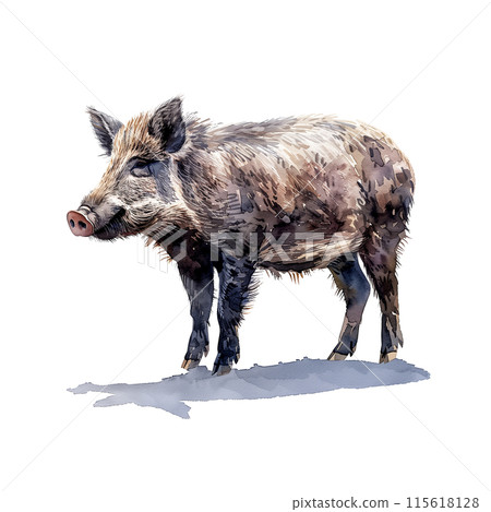 Watercolor illustration of a boar on a white background 115618128