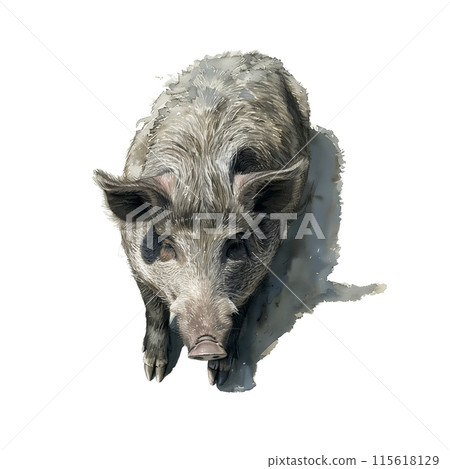 Watercolor illustration of a boar on a white background Watercolor illustration of a boar on a white background 115618129