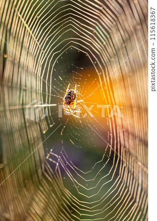 Spider on a web with the sun setting, casting a sunbeam on the intricate patterns Spider on a web with the sun setting, casting a sunbeam on the intricate patterns 115618367