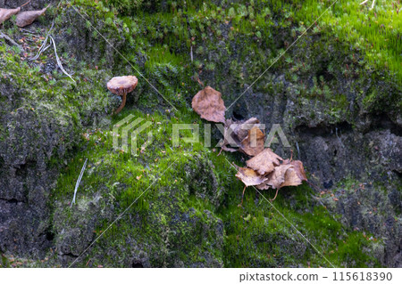Autumn forest scene with rocks, leaves, mushroom, and green vegetation, capturing natural details Autumn forest scene with rocks, leaves, mushroom, and green vegetation, capturing natural details 115618390