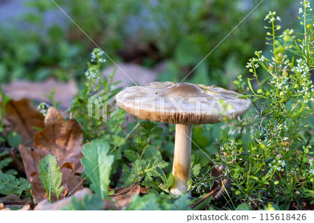 A tiny mushroom emerges from the grass in natural landscape A tiny mushroom emerges from the grass in natural landscape 115618426