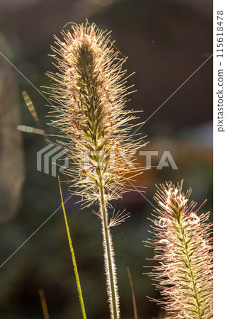 Closeup view of dewcovered grass blades outdoors, capturing the fresh essence of morning 115618478