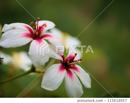六月盛開的美麗油桐花 115618957
