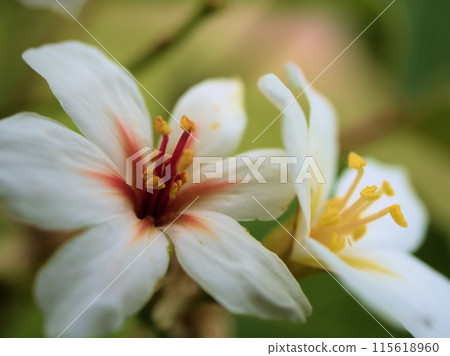 六月盛開的美麗油桐花 115618960